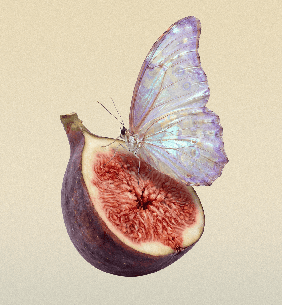 FIG ME HARD DEODORANT