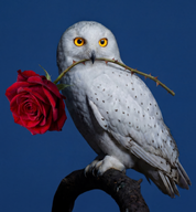 NIGHT FLOWER